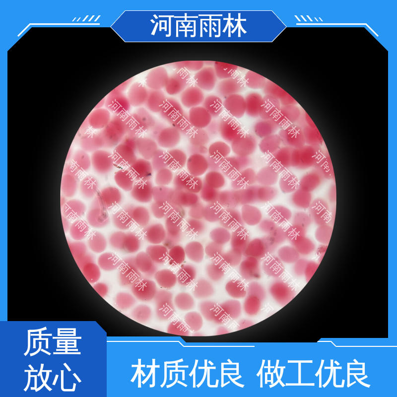 雨林教育工程 颜色鲜亮 各类标本 源头工厂 性价比高