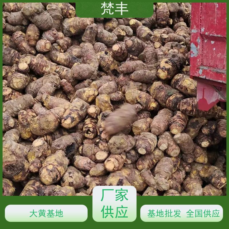 梵丰 大黄种植技术 成活率高 品质好 基地直发 供货及时