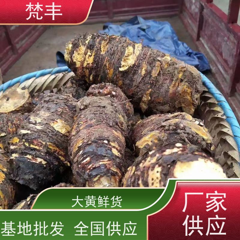 梵丰 大黄产地 手选大片原材料 长期供应 诚信经营
