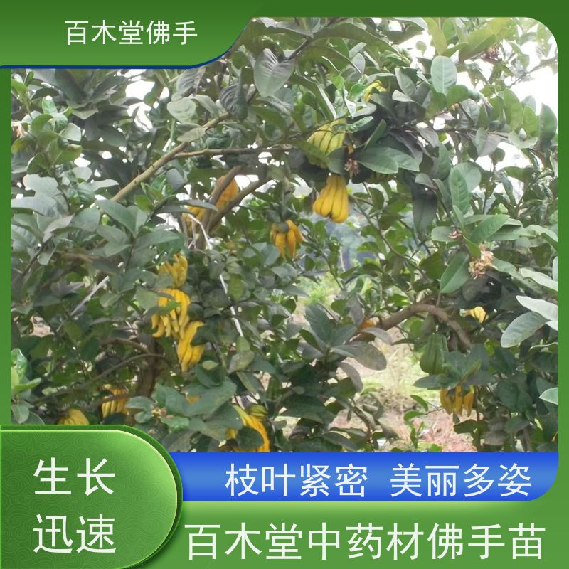 百木堂 广佛手苗种植技术 适用性强 规格齐全 园林景区栽植