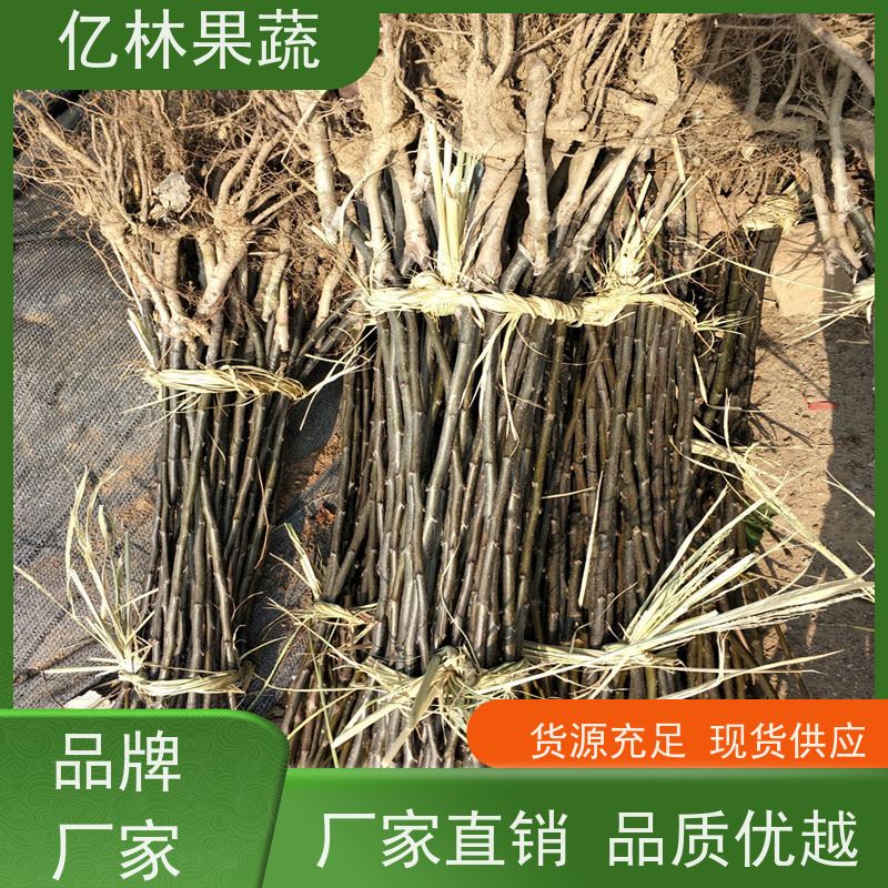 亿林苗木 冬桃苗 现挖现发 口感香甜 易栽培桃树苗