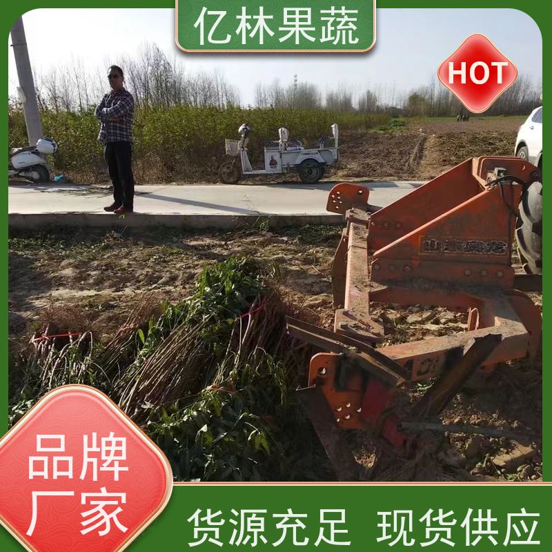 亿林苗木 油桃苗 嫁接技术指导 抗寒能力强 果实饱满味道好