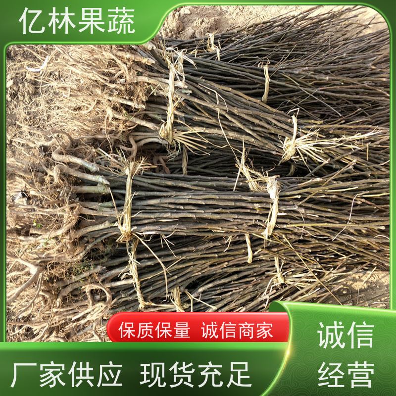 亿林苗木 晚熟桃树苗 现挖现发 口感香甜 果实饱满味道好