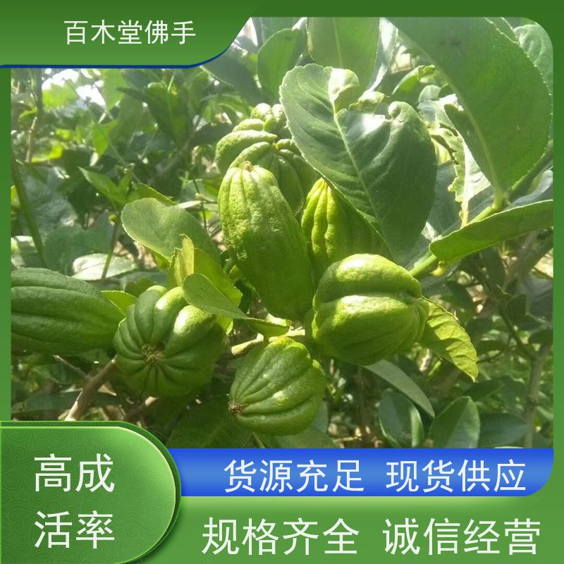 百木堂 佛手柑苗基地 枝叶紧密 美丽多姿 生长迅速