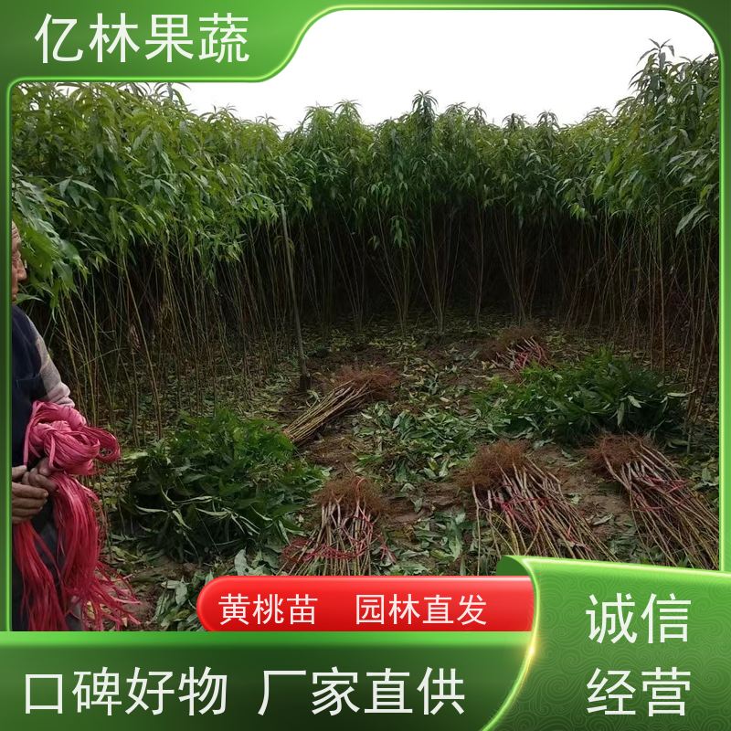 基地供应 秋彤桃 嫁接技术指导 抗寒能力强 根系饱满成活率高