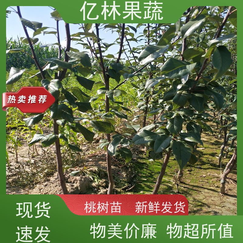 基地培育 黄桃苗 桃树果苗批发 自家园林 根系饱满成活率高