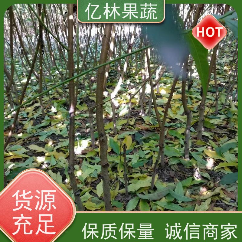 亿林苗木 秋彤桃 果树苗批发 当年结果 成活率高