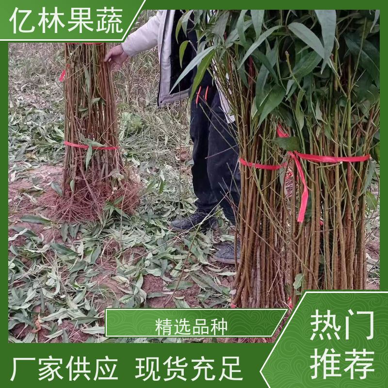 亿林苗木 秋彤桃 三公分现挖现发 品种齐全 易栽培桃树苗