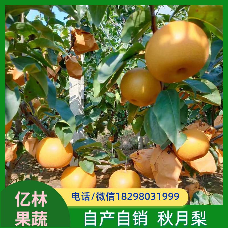 基地培育 黄冠梨树苗 根系饱满成活率高 黄尊蜜梨 口感香甜