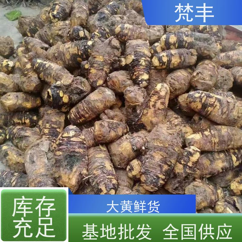 梵丰 大黄基地 中药材苗容易种活 库存充足 切片加工