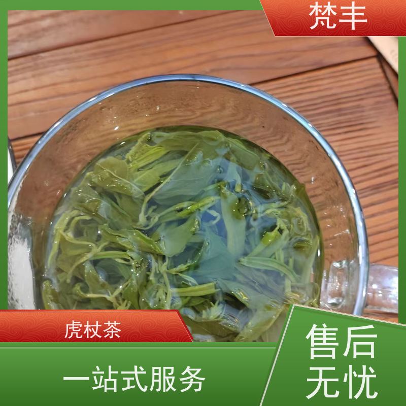 梵丰 虎杖管理方法 现挖 好种 易成活 欢迎来电洽谈