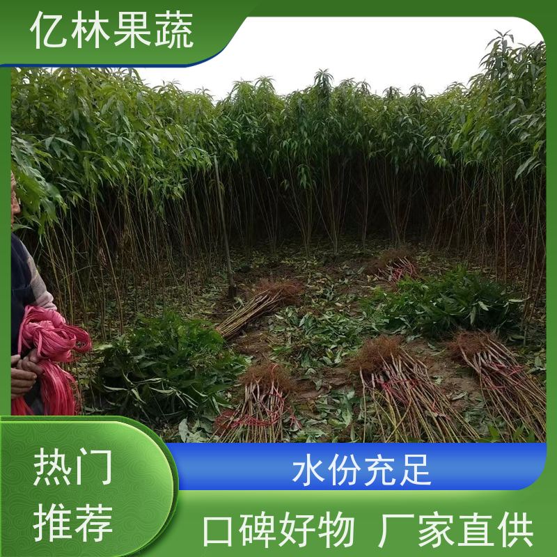 亿林苗木 冬桃苗 桃树果苗批发 自家园林 果实饱满味道好