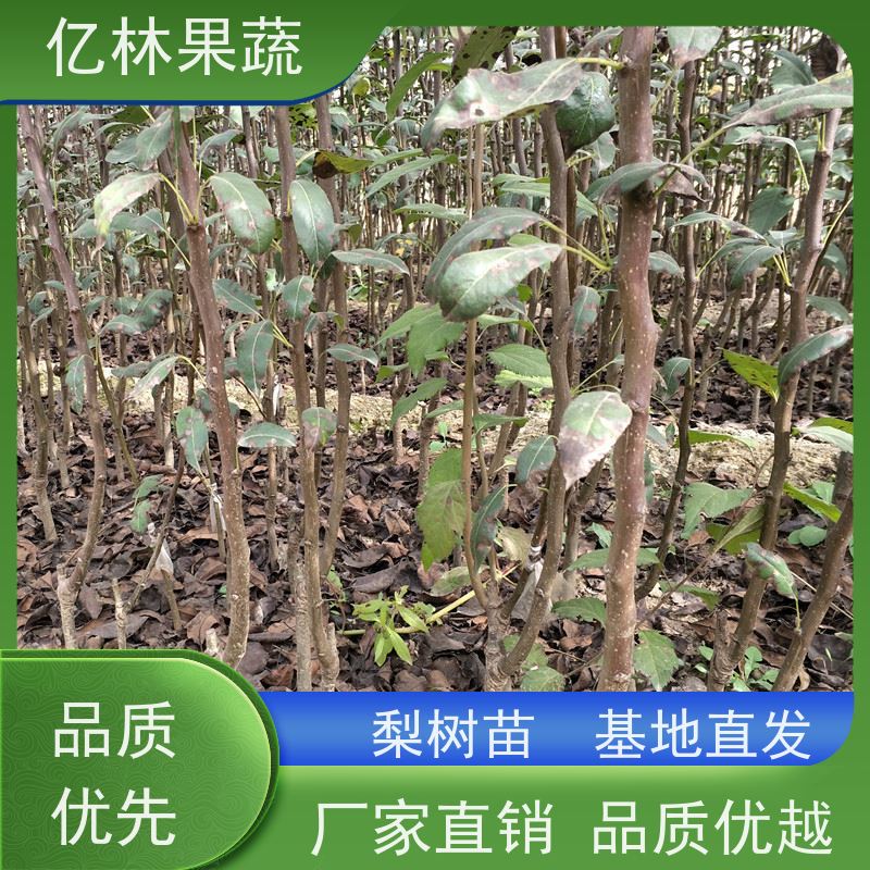 基地培育 油桃苗 现挖现发 口感香甜 易栽培桃树苗