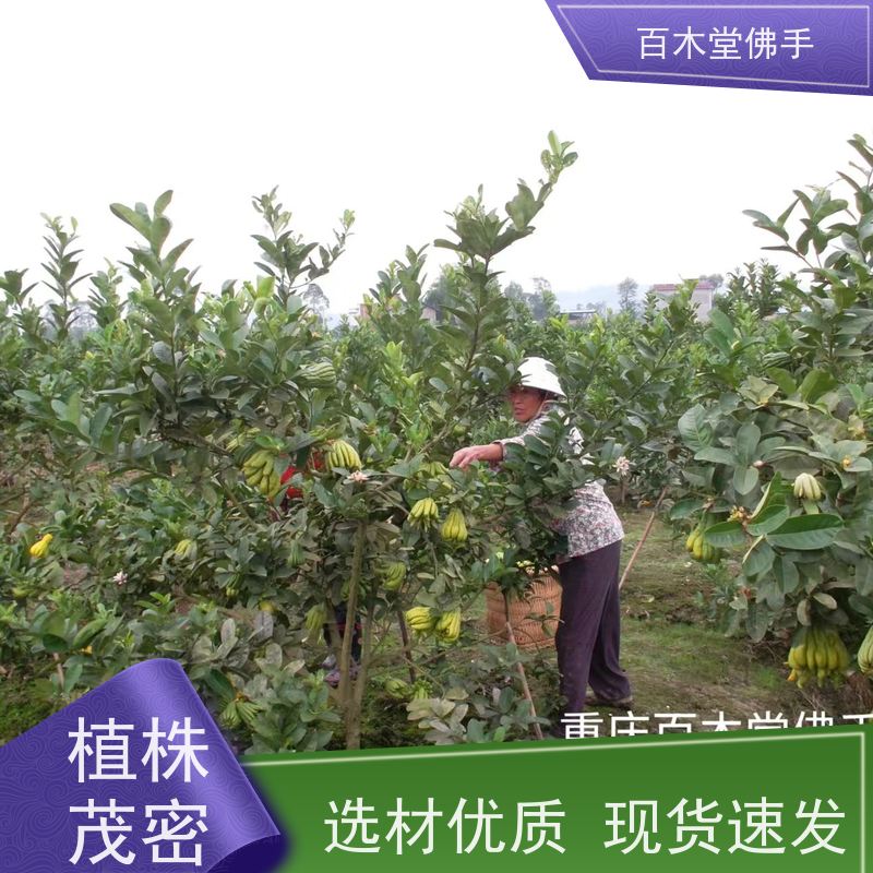 百木堂 佛手柑苗基地 枝叶紧密 美丽多姿 植株茂密