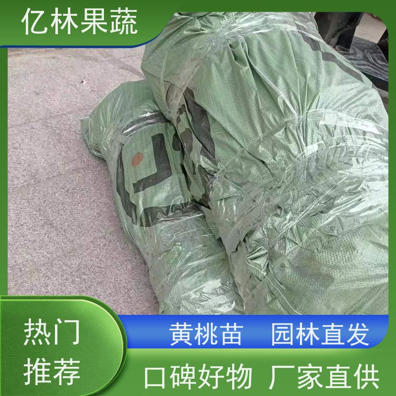 基地培育 冬桃苗 园林绿化果树苗 抗寒能力强 成活率高