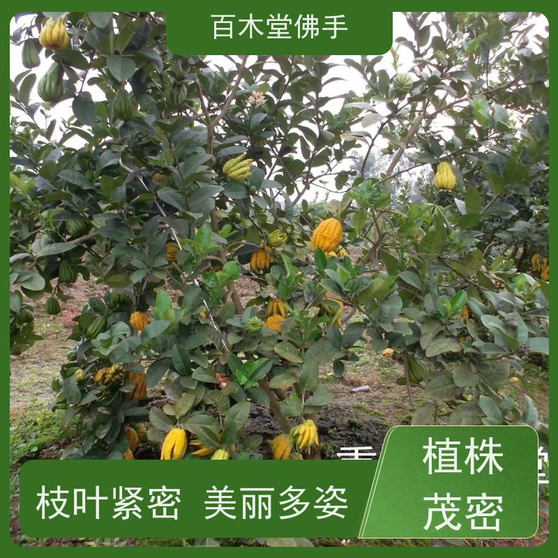 百木堂 佛手柑苗基地 枝叶紧密 美丽多姿 用于庭院装饰