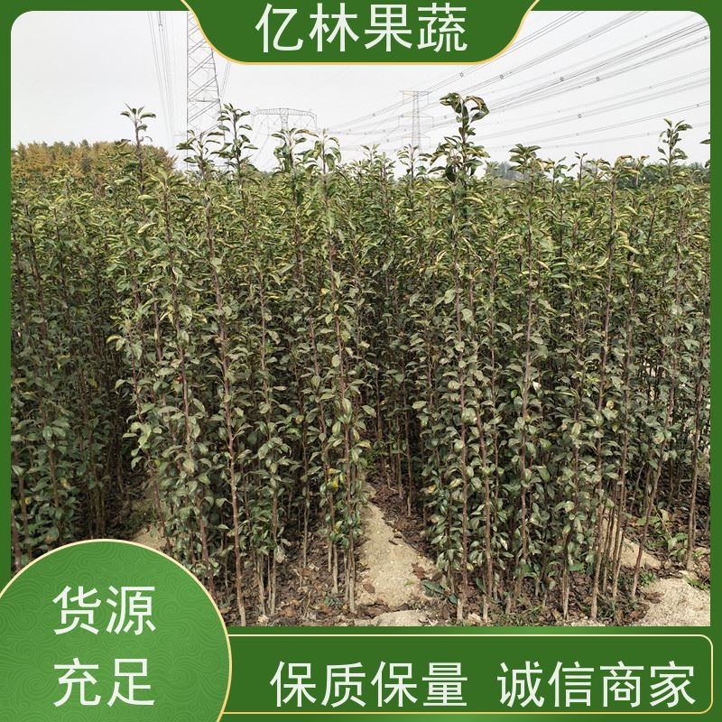 基地供应 秋彤桃 现挖现发新鲜 粗两公分 根系饱满成活率高