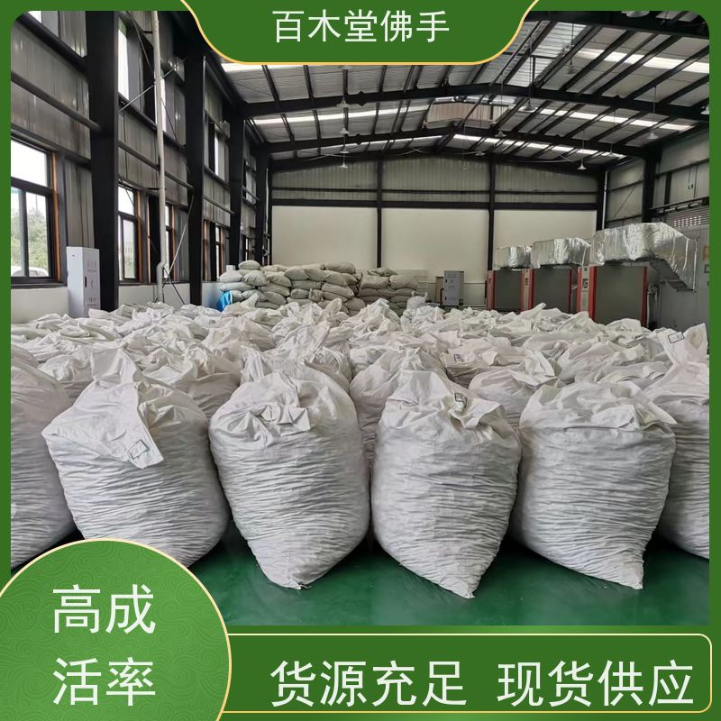 百木堂 重庆佛手 可作为盆景摆设 货源充足 园林景区栽植