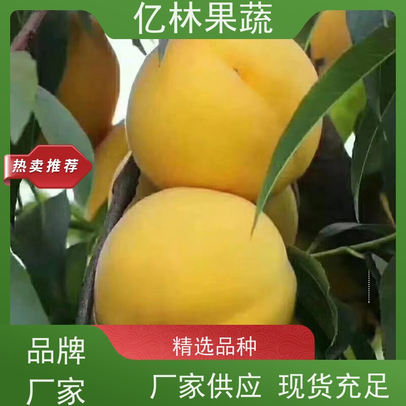 基地供应 冬桃苗 桃树果苗批发 自家园林 成活率高