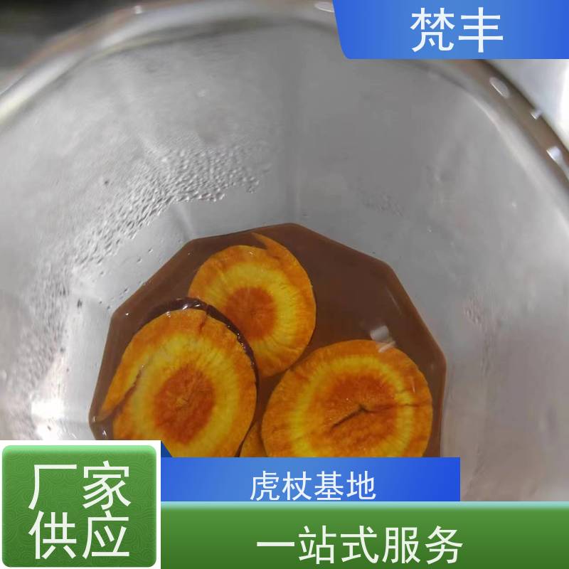 梵丰 虎杖片 现挖 好种 易成活 库存充足 厂家供应