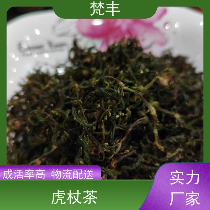 梵丰 虎杖片 各种规格支持过筛 长期供应 诚信经营