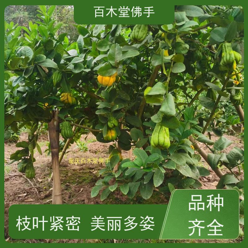 百木堂 广佛手苗种植技术 生长环境适应性强 植株茂密 用途广泛