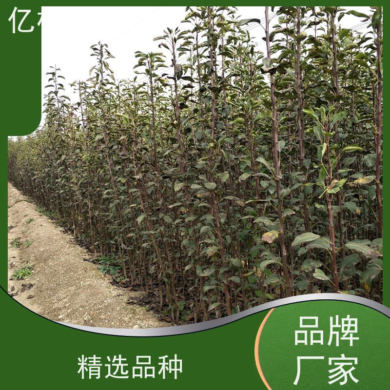 亿林苗木 冬桃苗 三公分现挖现发 品种齐全 根系饱满成活率高