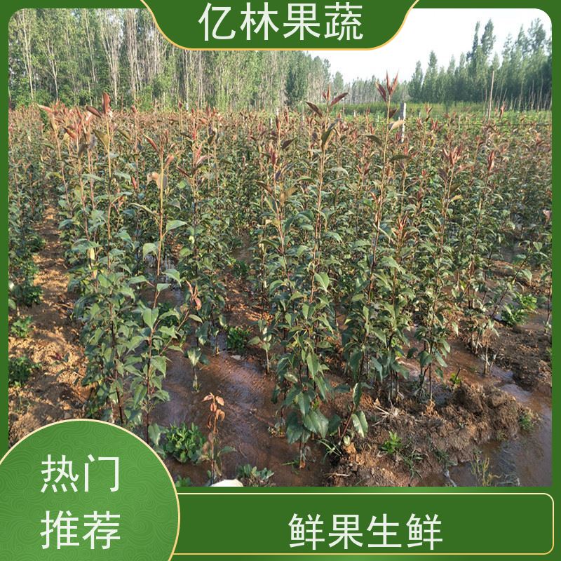 亿林苗木 油桃苗 果树苗批发 当年结果 基地直发