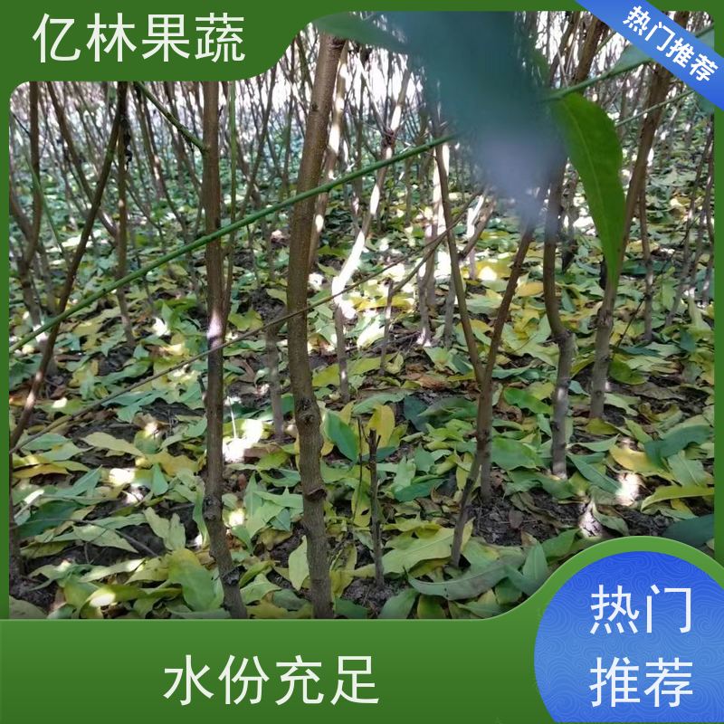 基地供应 油桃苗 园林绿化果树苗 抗寒能力强 根系饱满成活率高