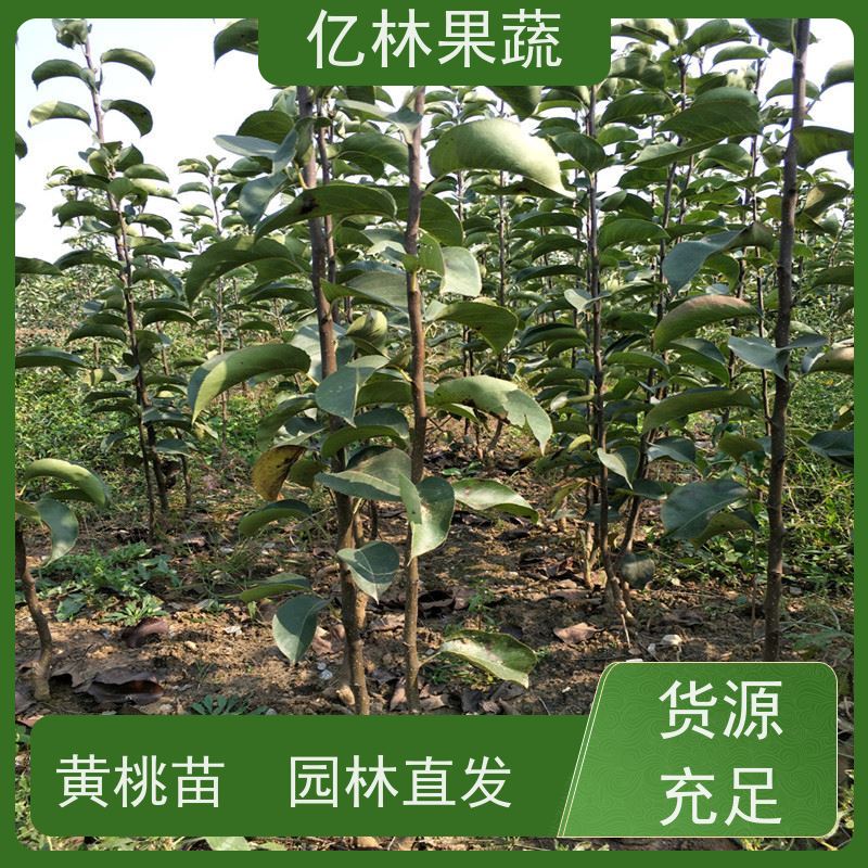基地供应 秋彤桃 三公分现挖现发 品种齐全 果实饱满味道好