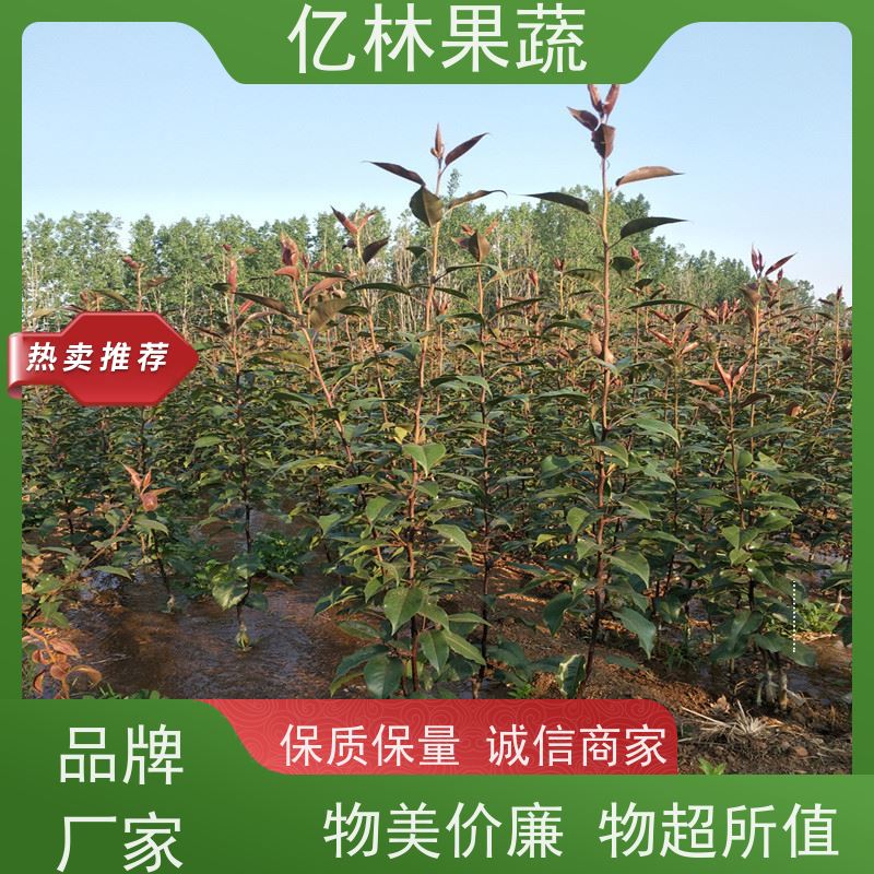 基地供应 桃树苗 新品种挑苗 香甜可口 根系饱满成活率高