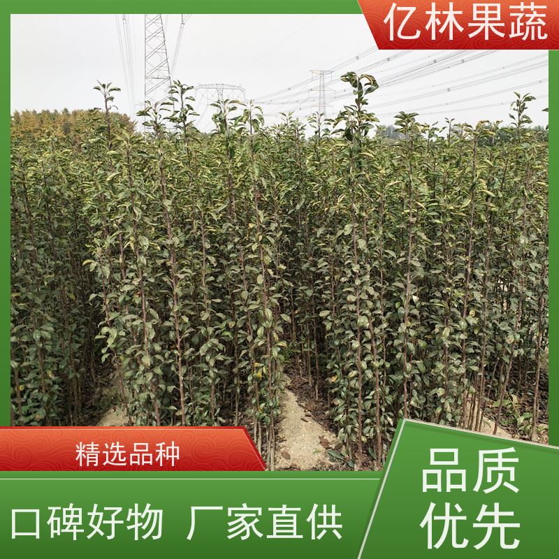 亿林苗木 冬桃苗 三公分现挖现发 品种齐全 果实饱满味道好