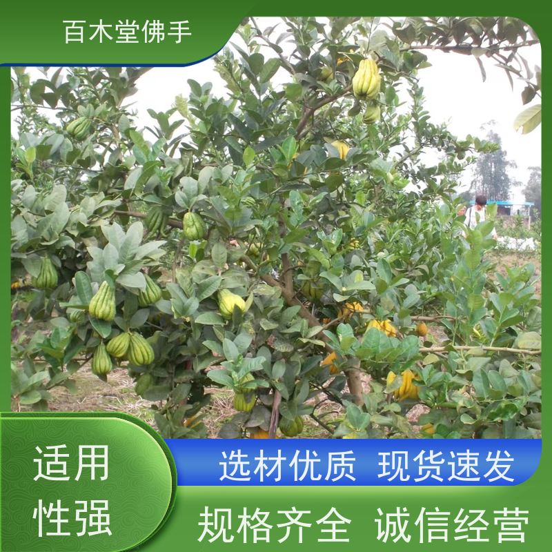 百木堂 佛手柑苗基地 适用性强 规格齐全 用于庭院装饰