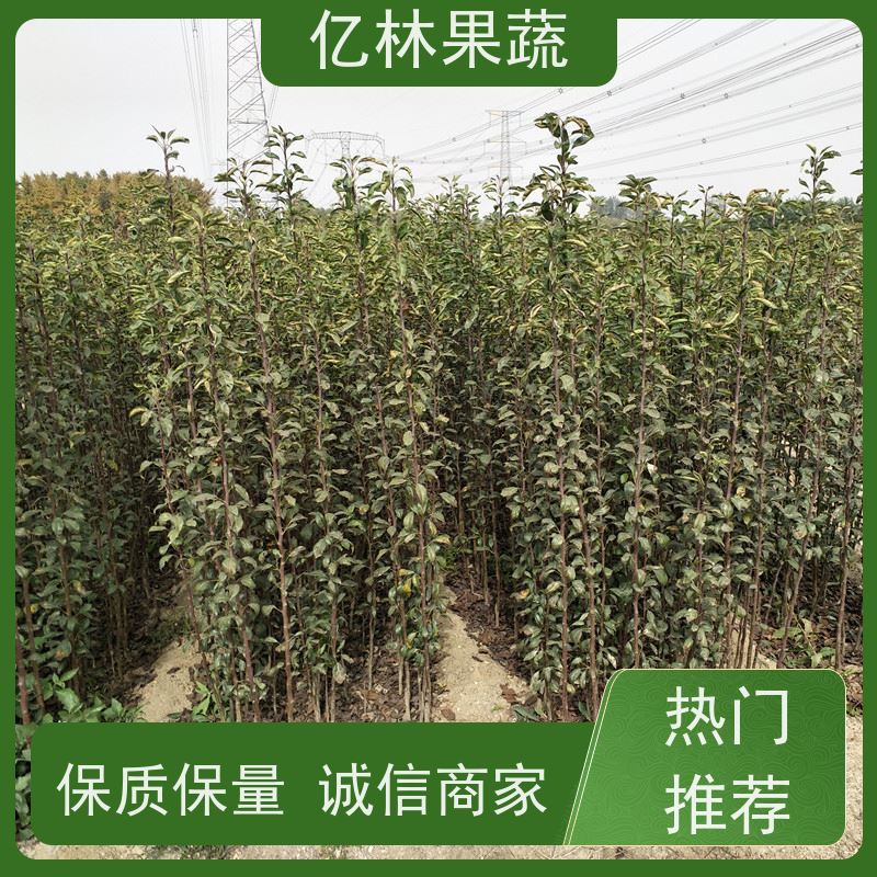 基地供应 园林嫁接桃苗 现挖现发新鲜 粗两公分 成活率高