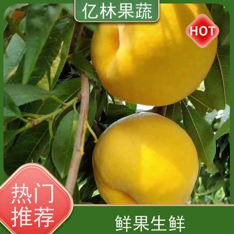 基地供应 秋彤桃 嫁接技术指导 抗寒能力强 根系饱满成活率高