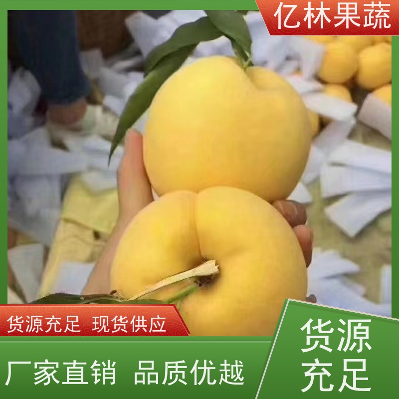 基地供应 秋彤桃 园林绿化果树苗 抗寒能力强 果实饱满味道好
