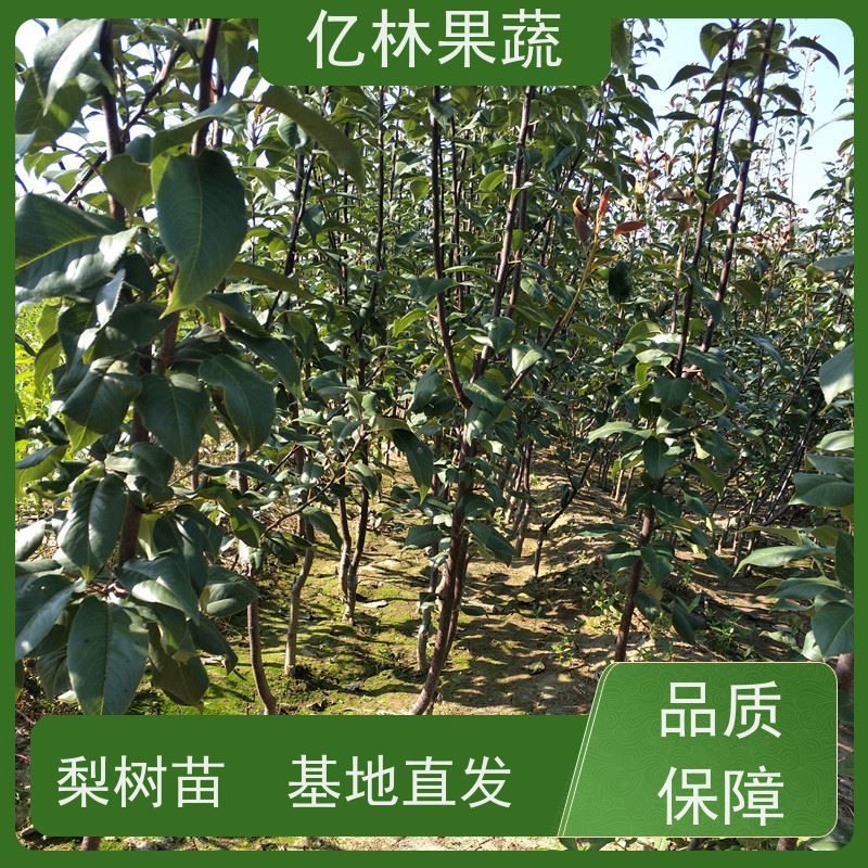 亿林苗木 冬桃苗 三公分现挖现发 品种齐全 基地直发