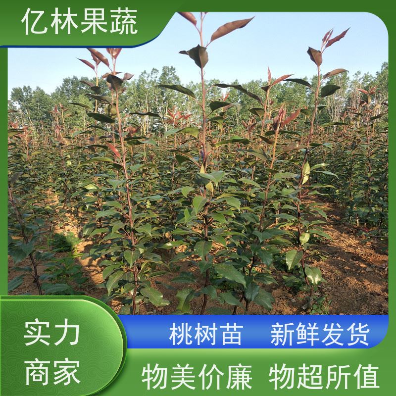 亿林苗木 秋彤桃 园林绿化果树苗 抗寒能力强 成活率高