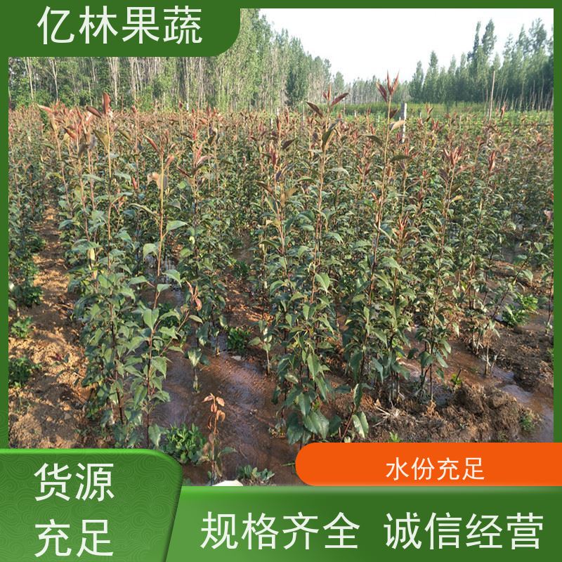 基地培育 油桃苗 新品种挑苗 香甜可口 果实饱满味道好
