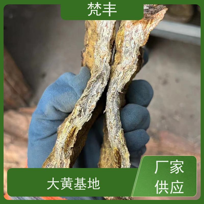 梵丰 大黄驯化种子 原产地 种植基地 欢迎来电洽谈