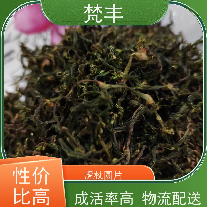 梵丰 虎杖驯化苗 各种规格支持过筛 欢迎来电洽谈