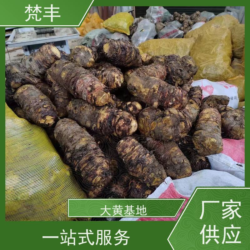 梵丰 大黄用途 各种规格支持过筛 基地直发 供货及时
