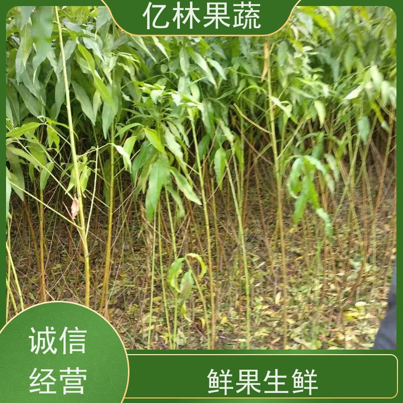 亿林苗木 晚熟桃树苗 嫁接技术指导 抗寒能力强 基地直发