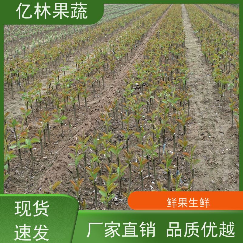 亿林苗木 园林嫁接桃苗 三公分现挖现发 品种齐全 基地直发