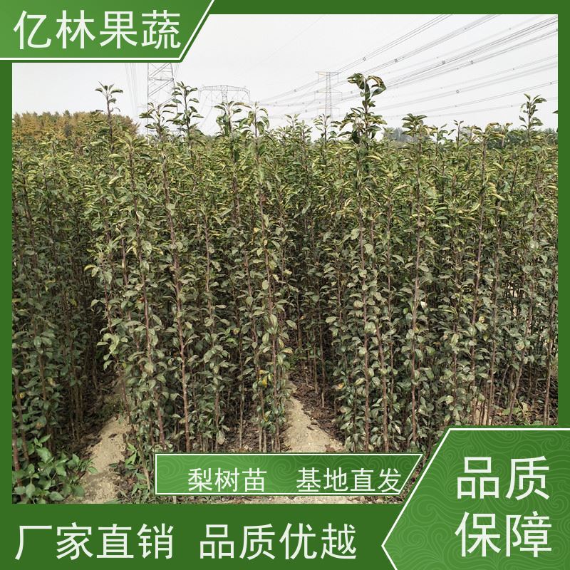 亿林苗木 黄桃苗 园林绿化果树苗 抗寒能力强 基地直发