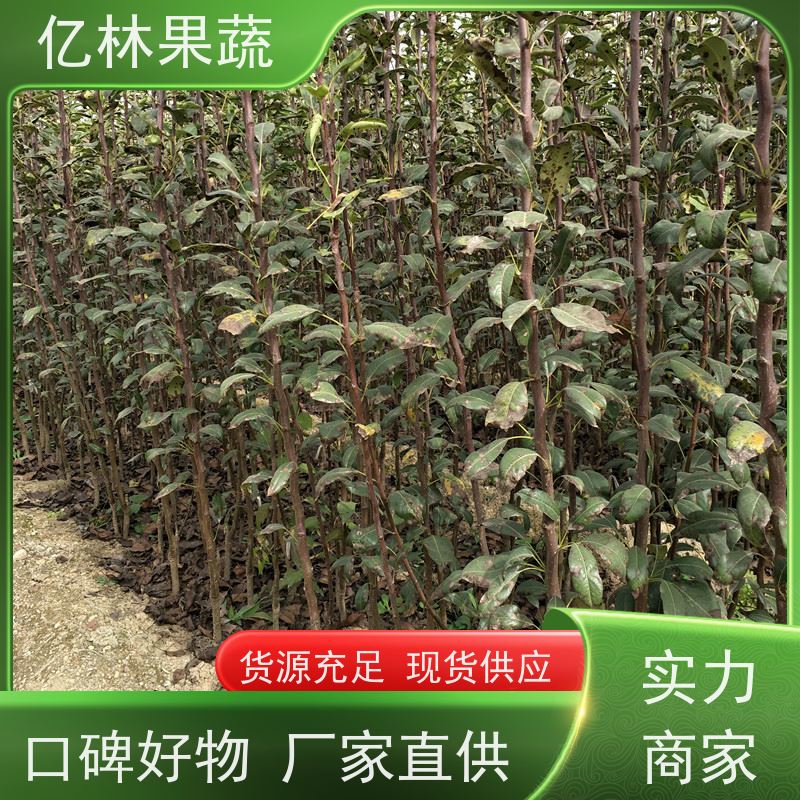 亿林苗木 园林嫁接桃苗 盆栽地栽庭院桃树苗苗 成活率高