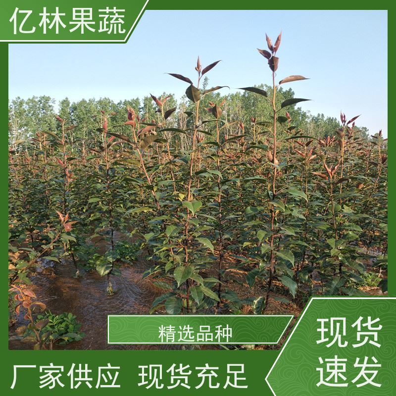 基地供应 园林嫁接桃苗 晚熟品种桃 口感脆甜 易栽培桃树苗