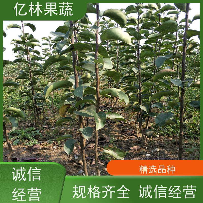 亿林苗木 桃树苗 嫁接技术指导 抗寒能力强 成活率高