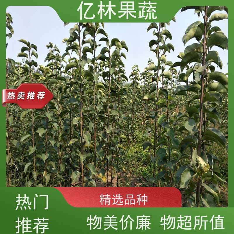 亿林苗木 冬桃苗 南北方种植 桃树果树苗 果实饱满味道好