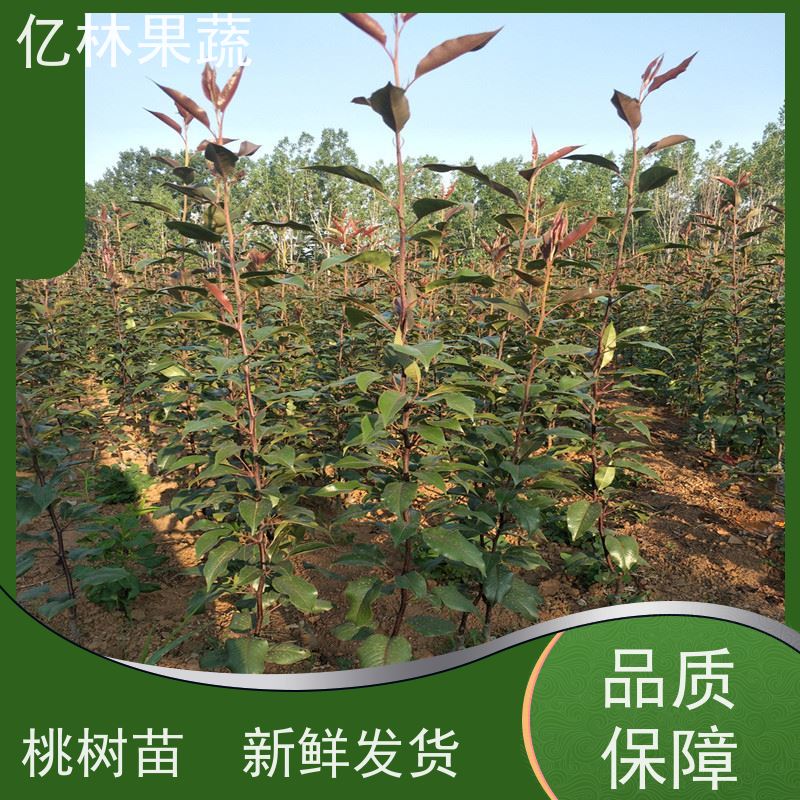 亿林苗木 冬桃苗 现挖现发 口感香甜 果实饱满味道好
